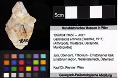 Foto (Objket + Etiketten) von Decapoda indet. 